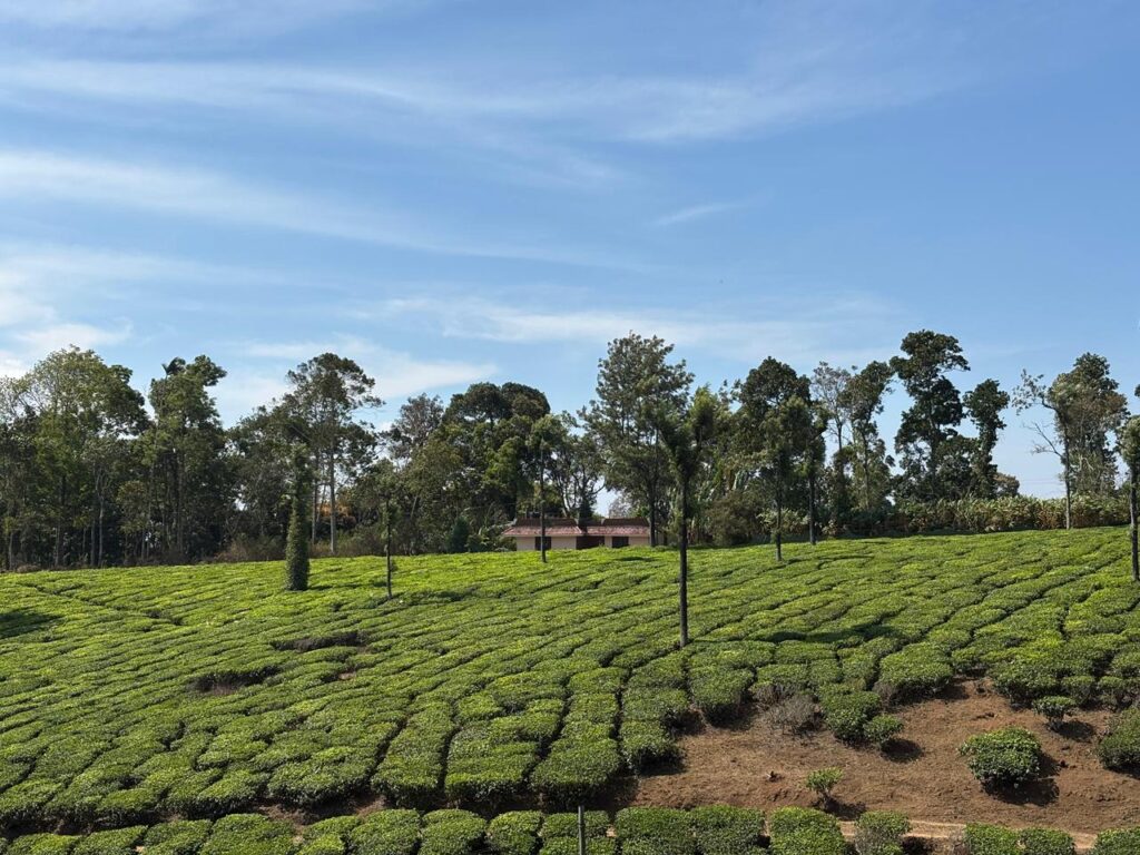 Commercial cultivation started more than 100 years ago in the tea plantations in the Peerumedu hills in Kerala’s Idduki district. Sai Veena S Kuttoth/The Migration Story