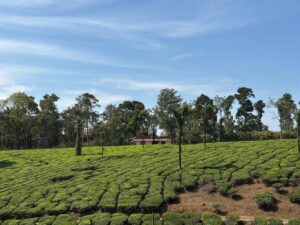 Commercial cultivation started more than 100 years ago in the tea plantations in the Peerumedu hills in Kerala’s Idduki district. Sai Veena S Kuttoth/The Migration Story