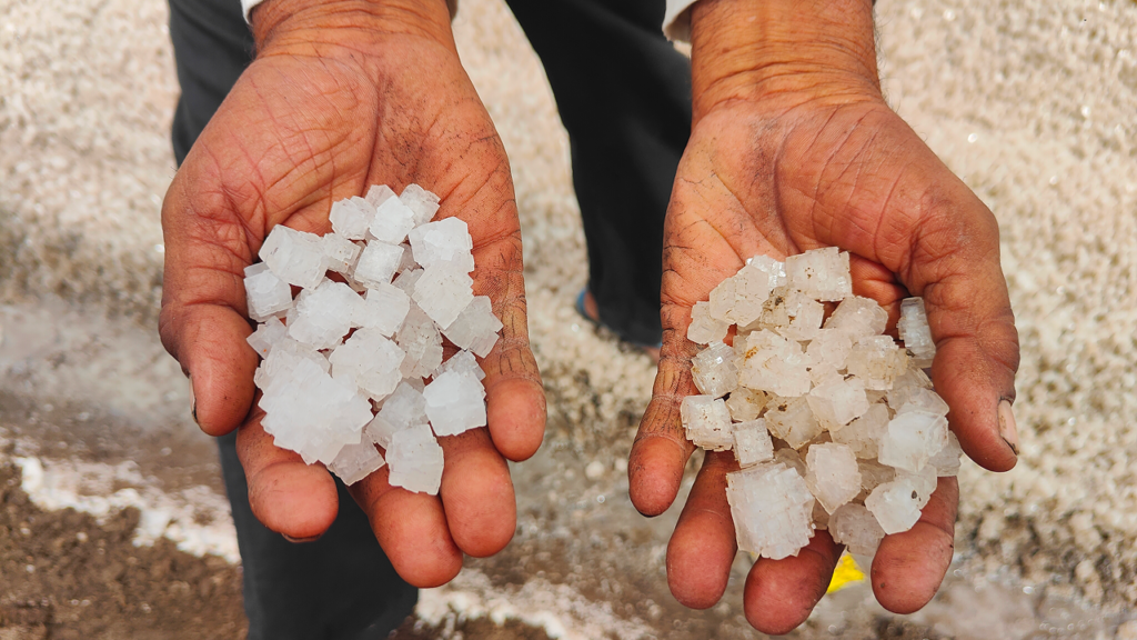 Santabhai Bamaniya shows two different qualities of salt in his hands in the Little Rann of Kutch, Gujarat. Aishwarya Mohanty/The Migration Story
