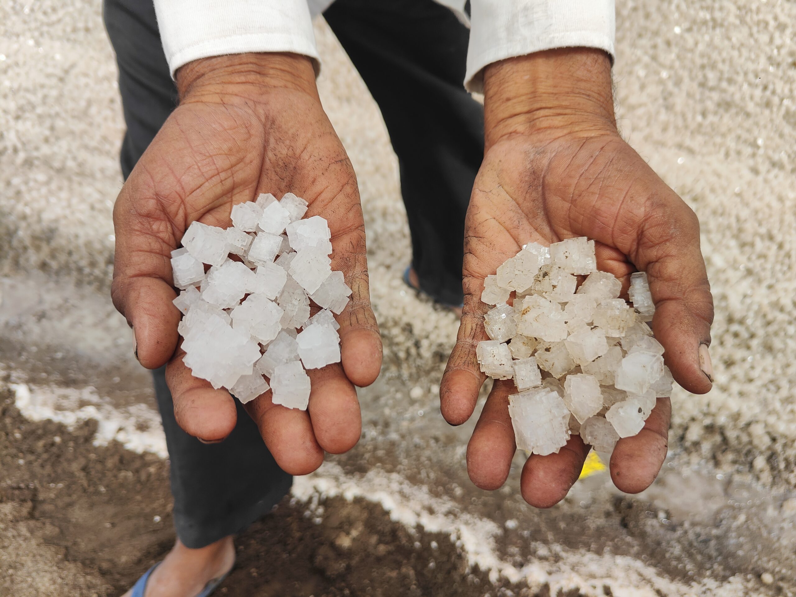 Santabhai Bamaniya shows two different qualities of salt in his hands in the Little Rann of Kutch, Gujarat. Aishwarya Mohanty/The Migration Story